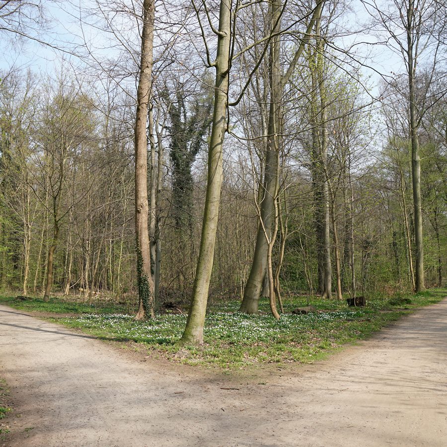 fork in a forest path