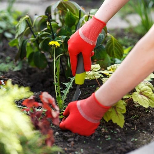 Photo of a person weeding a garden
